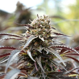 Semillas feminizadas White Runtz Fast Flowering de Humboldt Seeds