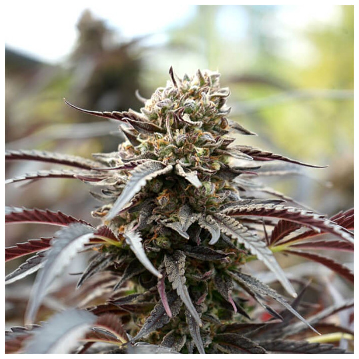 Semillas feminizadas White Runtz Fast Flowering de Humboldt Seeds