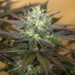 Semillas feminizadas Sapphire Og de Humboldt Seeds