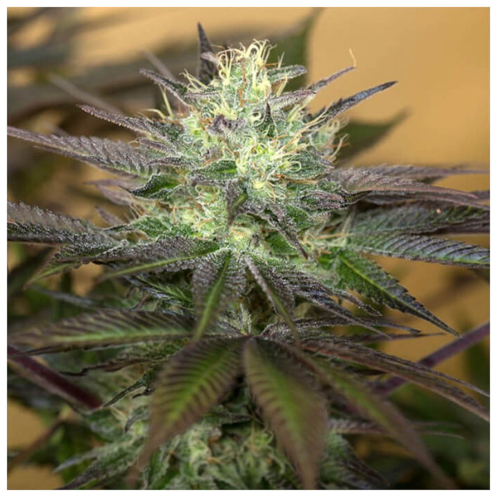 Semillas feminizadas Sapphire Og de Humboldt Seeds