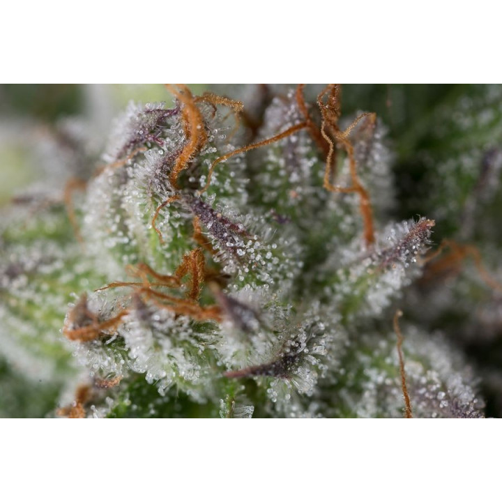 Bubba Kush (Dinafem)