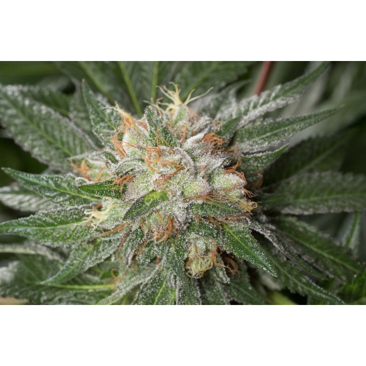 Bubba Kush (Dinafem)
