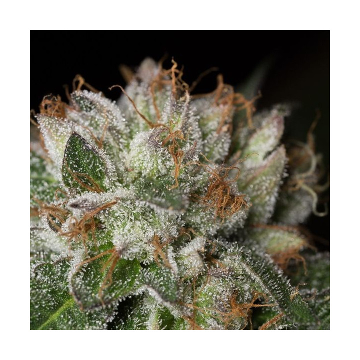 Bubba Kush (Dinafem)