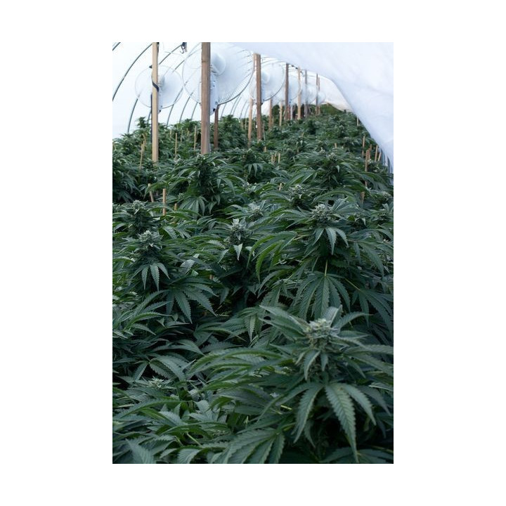 Bubba Kush (Dinafem)
