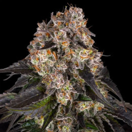 Girl Scout Cookies [ Barney's Farm ] ☘️ Diosa Planta
