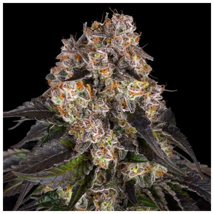 Girl Scout Cookies [ Barney's Farm ] ☘️ Diosa Planta
