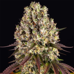 Sour Diesel [ Barney's Farm ] ☘️ Diosa Planta