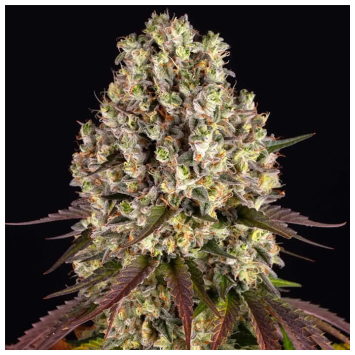 Sour Diesel [ Barney's Farm ] ☘️ Diosa Planta