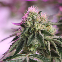 Rs11 x Banana Og [ Barney's Farm ] ☘️ Diosa Planta