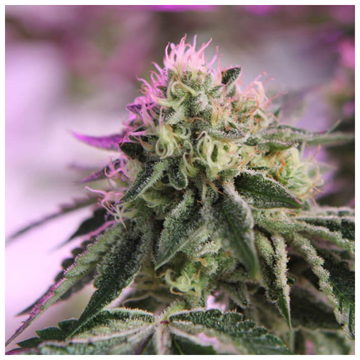 Rs11 x Banana Og [ Barney's Farm ] ☘️ Diosa Planta