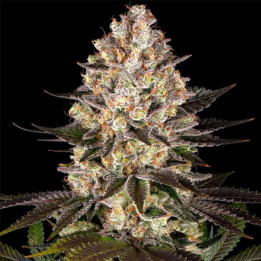 Hindu Kush [ Barney's Farm ] ☘️ Diosa Planta