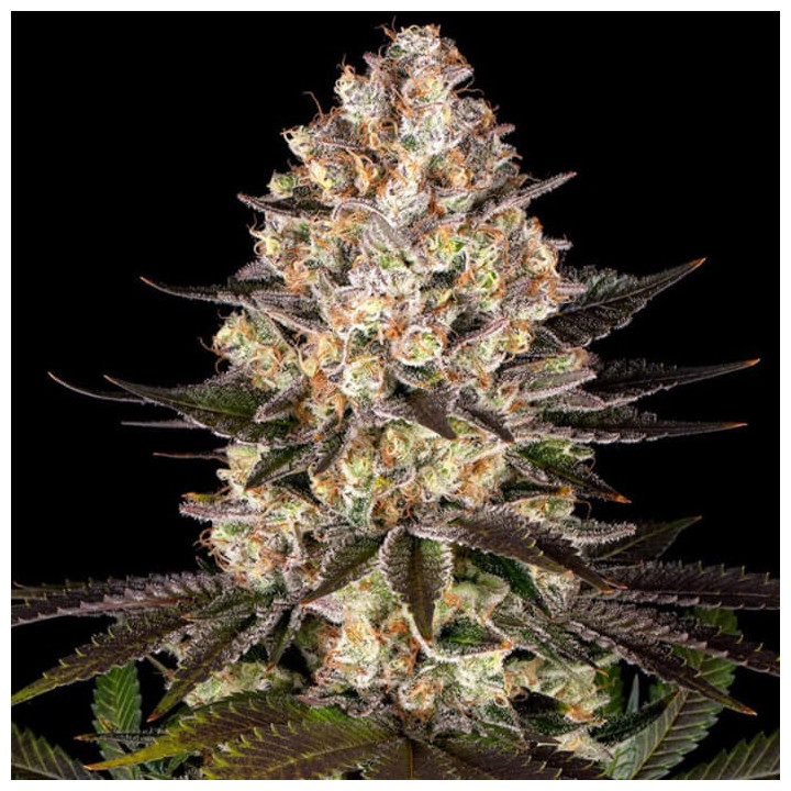 Hindu Kush [ Barney's Farm ] ☘️ Diosa Planta