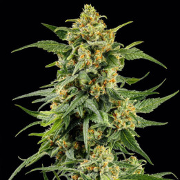 Skunk #1 [ Barney's Farm ] ☘️ Diosa Planta