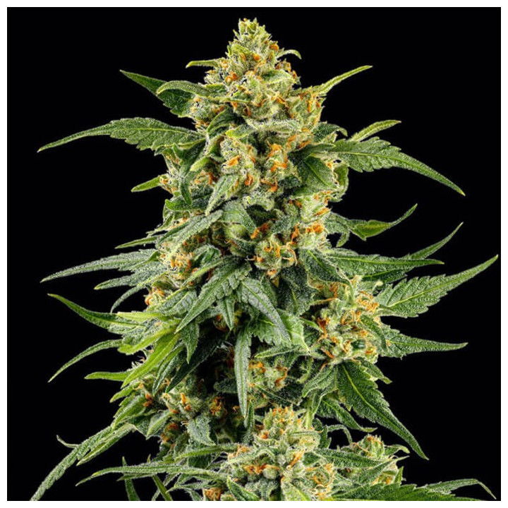 Skunk #1 [ Barney's Farm ] ☘️ Diosa Planta