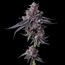Zillions [ Barney's Farm ] ☘️ Diosa Planta