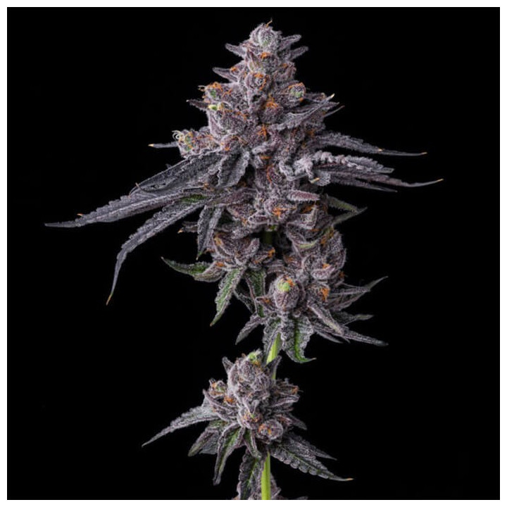 Zillions [ Barney's Farm ] ☘️ Diosa Planta
