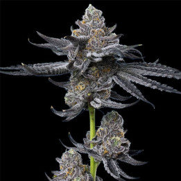 LFG [ Barney's Farm ] ☘️ Diosa Planta