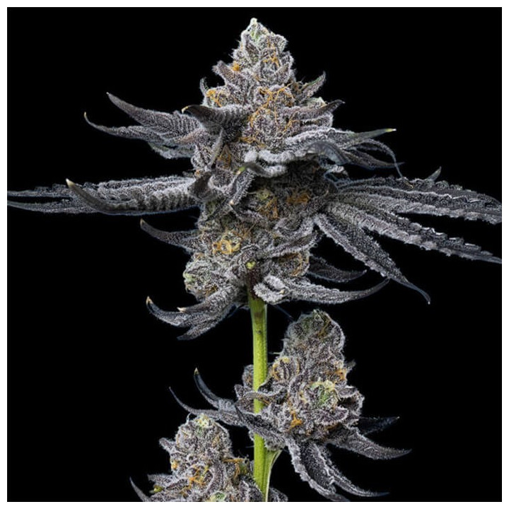 LFG [ Barney's Farm ] ☘️ Diosa Planta