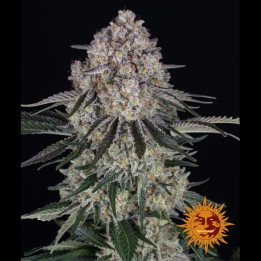 Sour Diesel Auto [ Barney's Farm ] ☘️ Diosa Planta