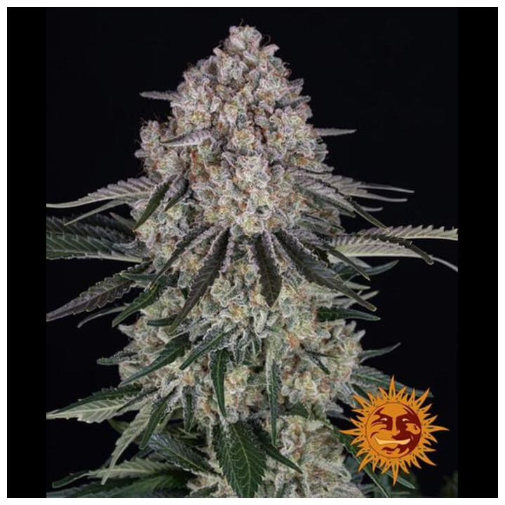 Sour Diesel Auto [ Barney's Farm ] ☘️ Diosa Planta