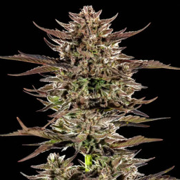 Frosted Zinn x 3 Bears OG Auto [ Barney's Farm ] ☘️ Diosa Planta