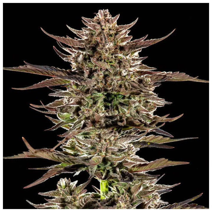 Frosted Zinn x 3 Bears OG Auto [ Barney's Farm ] ☘️ Diosa Planta
