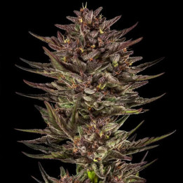 Frosted Zinn x Cookie Dog Auto [ Barney's Farm ] ☘️ Diosa Planta