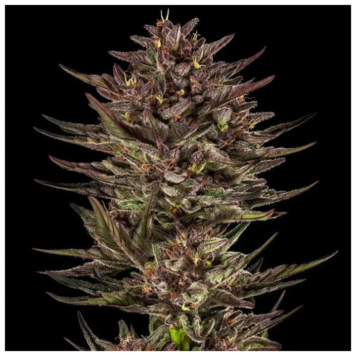 Frosted Zinn x Cookie Dog Auto [ Barney's Farm ] ☘️ Diosa Planta