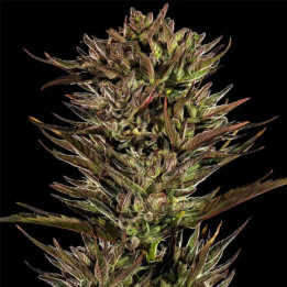 Thin Mint x Sour Pinot Auto [ Barney's Farm ] ☘️ Diosa Planta