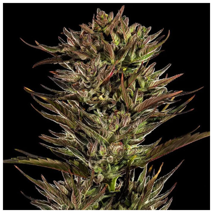 Thin Mint x Sour Pinot Auto [ Barney's Farm ] ☘️ Diosa Planta