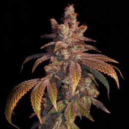 Strawberry Gambino [ Elev8 ] ☘️ Diosa Planta