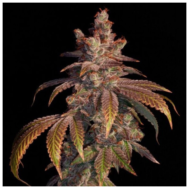 Strawberry Gambino [ Elev8 ] ☘️ Diosa Planta
