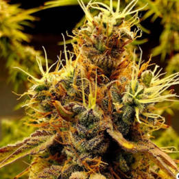Scat Queen [ Elev8 ] ☘️ Diosa Planta
