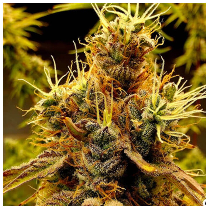 Scat Queen [ Elev8 ] ☘️ Diosa Planta
