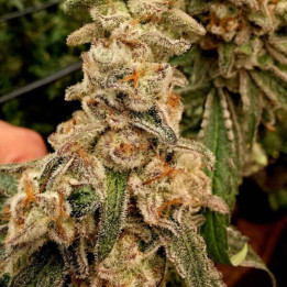 Platinum Capone [ Elev8 ] ☘️ Diosa Planta