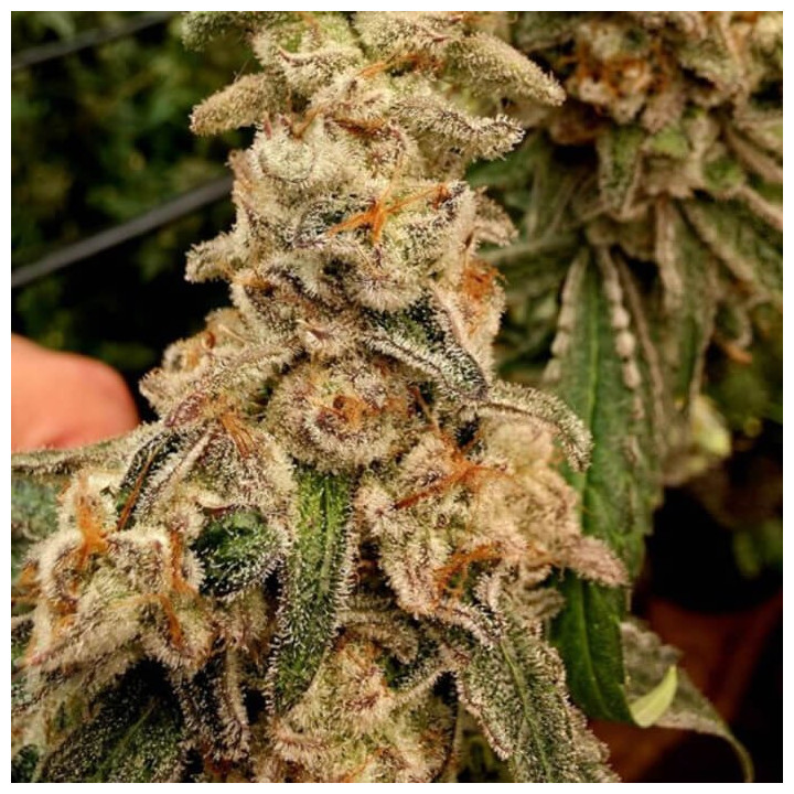 Platinum Capone [ Elev8 ] ☘️ Diosa Planta