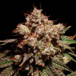 Lady Lemone [ Elev8 ] ☘️ Diosa Planta