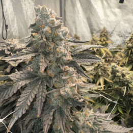 Johnny 4 Sccops [ Elev8 ] ☘️ Diosa Planta