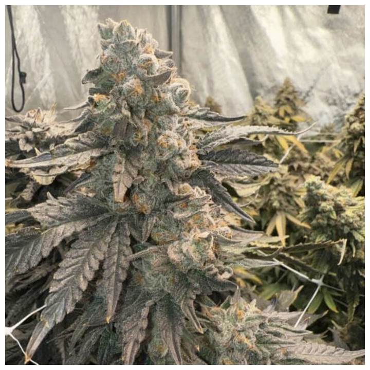 Johnny 4 Sccops [ Elev8 ] ☘️ Diosa Planta