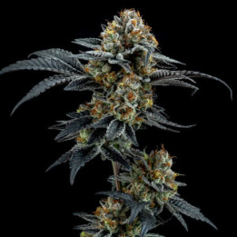 Gorilla Cookies [ Elev8 ] ☘️ Diosa Planta