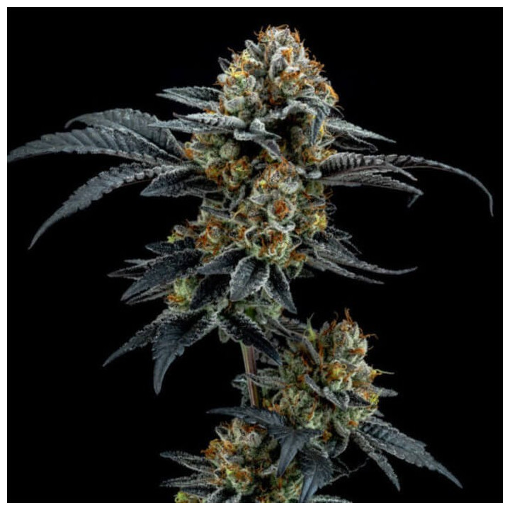 Gorilla Cookies [ Elev8 ] ☘️ Diosa Planta
