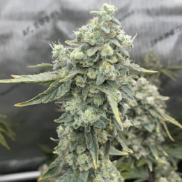 Boof Boss [ Elev8 ] ☘️ Diosa Planta