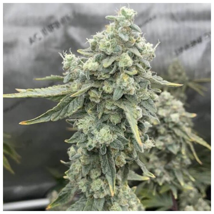 Boof Boss [ Elev8 ] ☘️ Diosa Planta
