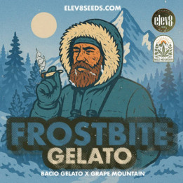 Frostbite Gelato [ Elev8 ] ☘️ Diosa Planta