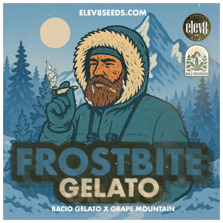 Frostbite Gelato [ Elev8 ] ☘️ Diosa Planta