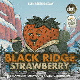 Black Ridge Strawberry [ Elev8 ] ☘️ Diosa Planta