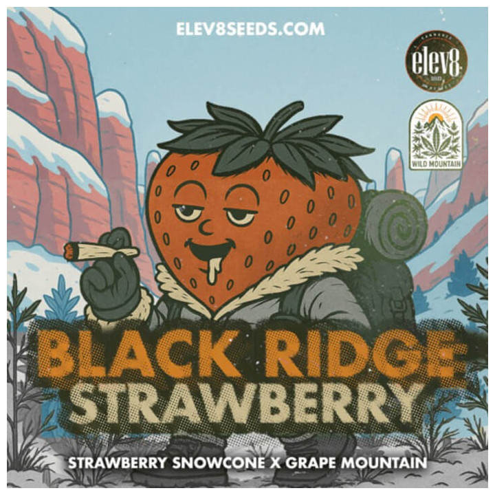 Black Ridge Strawberry [ Elev8 ] ☘️ Diosa Planta