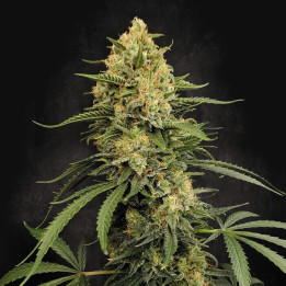 Zesty Bliss [ Paradise Seeds ] ☘️ Diosa Planta