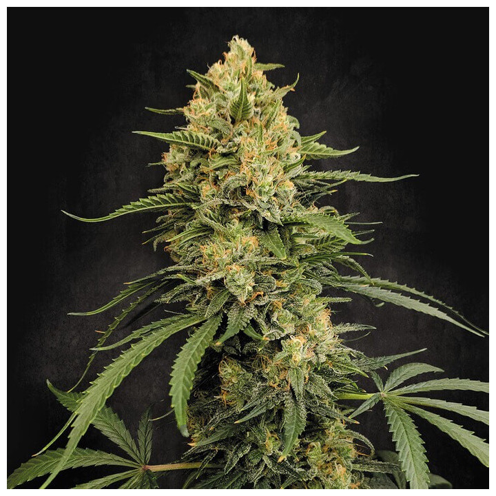 Zesty Bliss [ Paradise Seeds ] ☘️ Diosa Planta