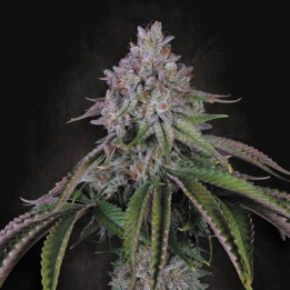Velvet Mist [ Paradise Seeds ] ☘️ Diosa Planta